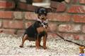 Miniature Pinscher